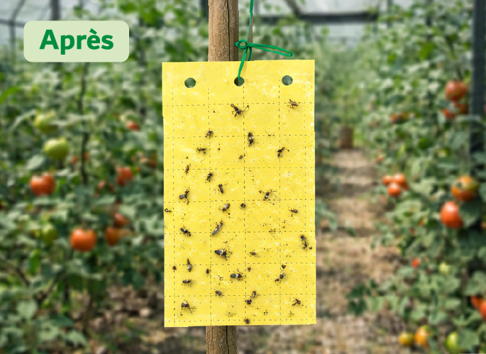 piège chromatique jaune après
