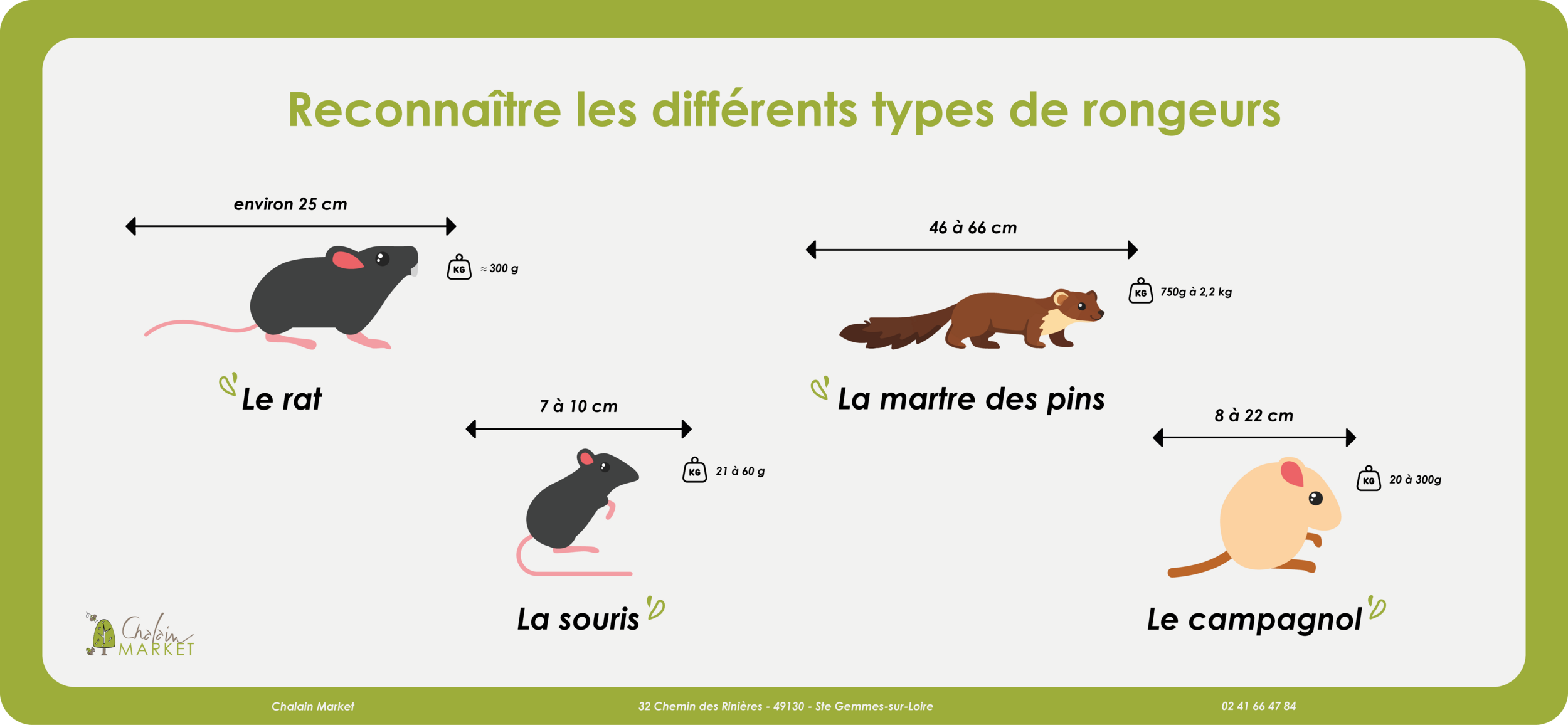 liste des différents types de rongeurs