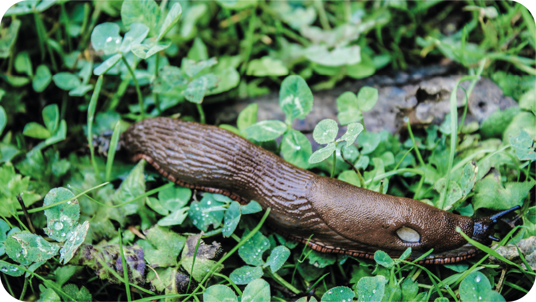 Meilleur produit anti limace pour le jardin