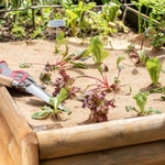 plantations Chalain Market