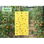piège chromatique jaune après
