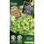 Protecta_Semences-Laitue Chêne Blonde Bio