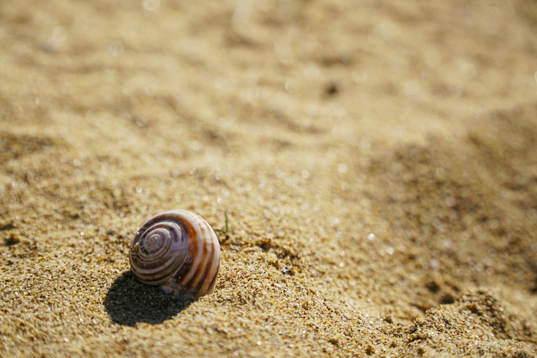 photos gratuites de biologie marine calme composition