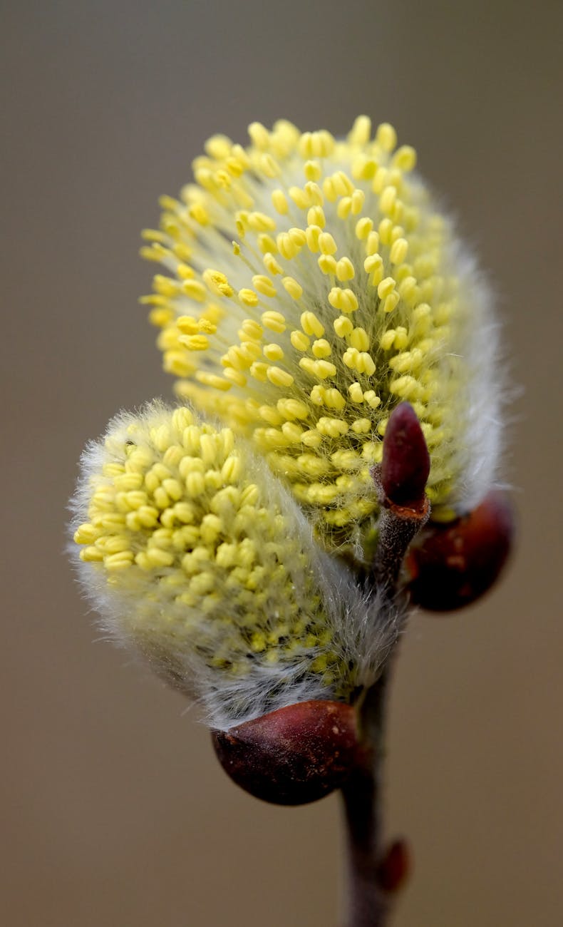 gros plan macro detaille de chatons de saule d un jaune eclatant emergeant au debut du printemps