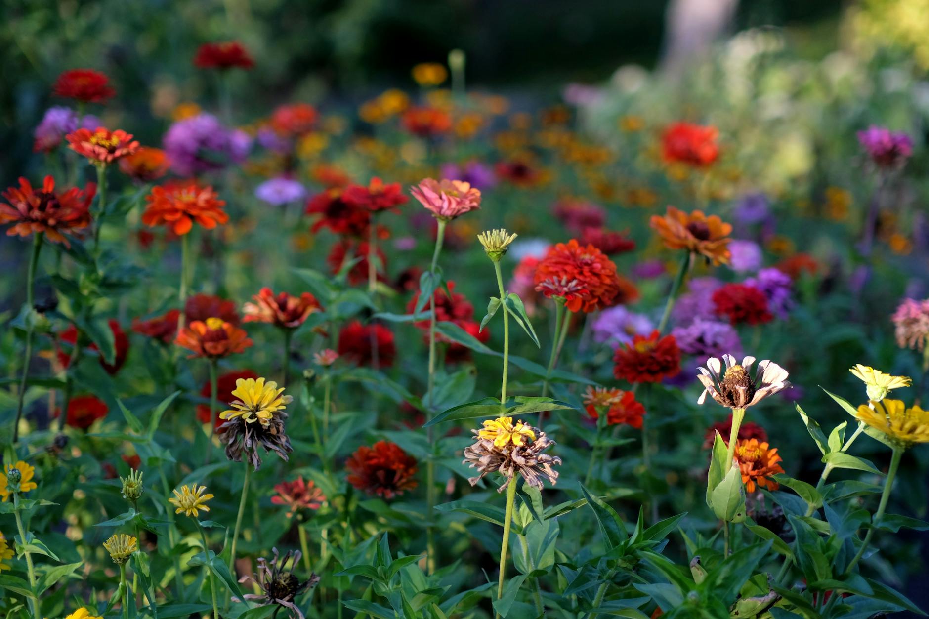une scene de jardin animee pleine de fleurs de zinnia colorees fleurissant dans differentes nuances sous la lumiere vive du jour