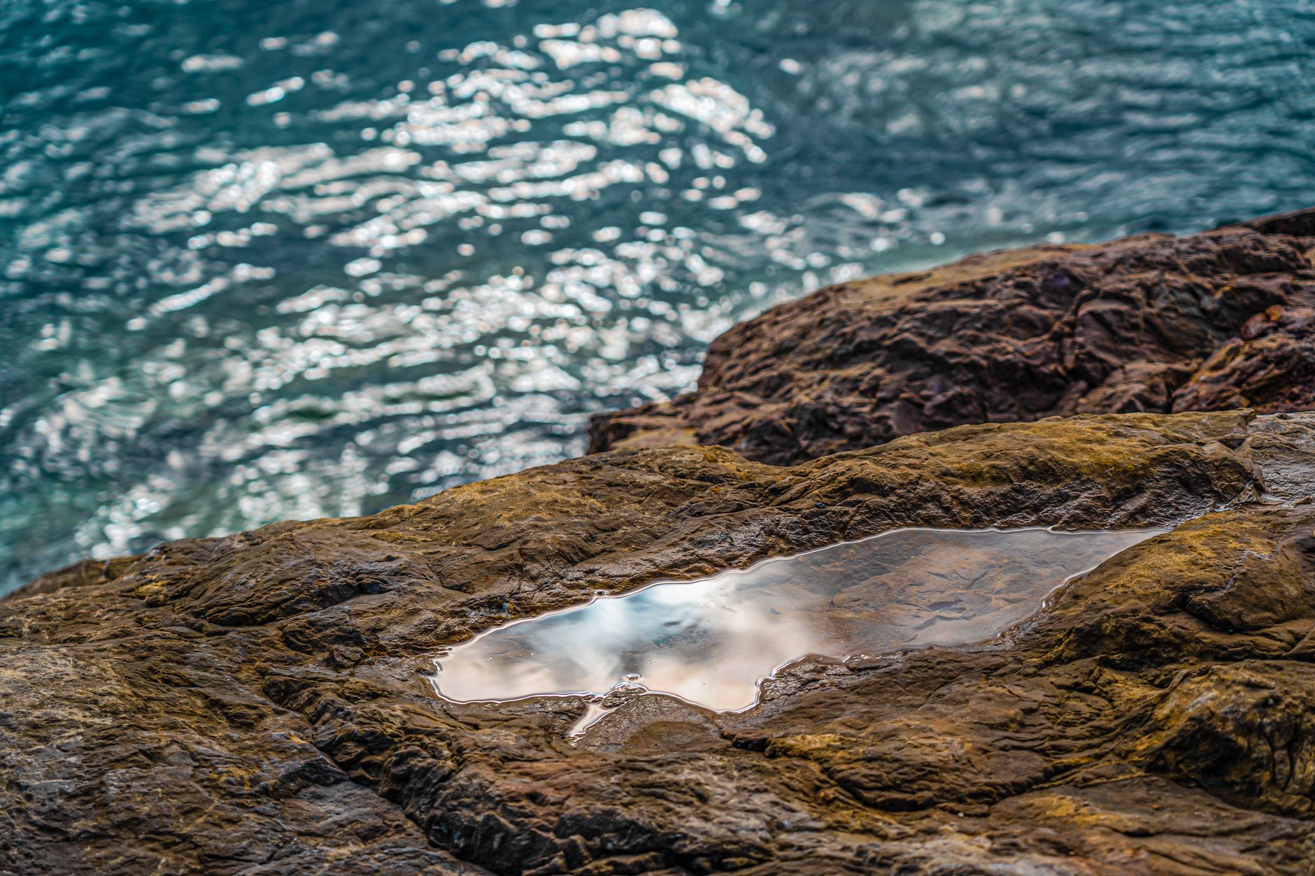photos gratuites de algues bassin de maree beaute naturelle