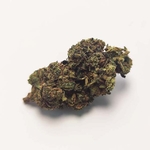 grossiste-bud-cbd-greenhouse-tangerine