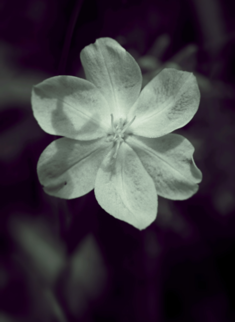 fleur