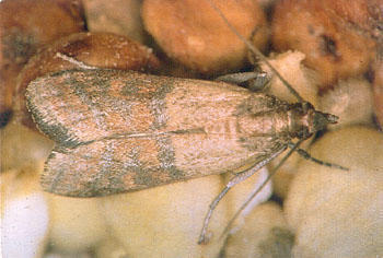 anti-mites