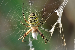 araigne-insecticide-spray