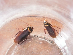 cafard-insecticide-spray