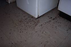 insecticide contre les blattes insecticide contre les blattes