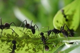 Fourmis-et-pucerons