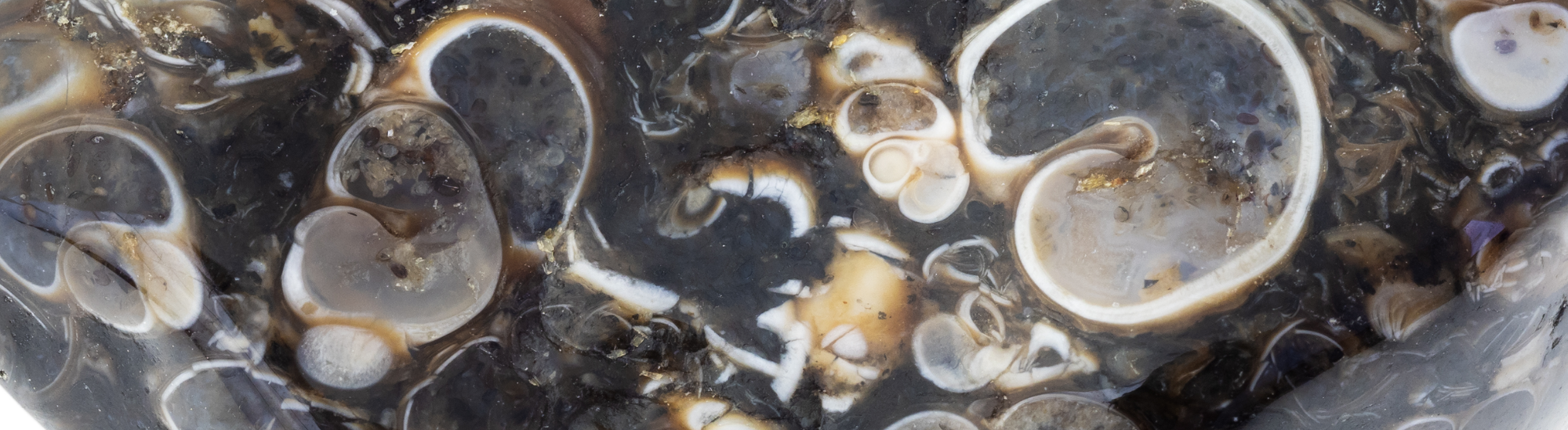agate fossile turitelle banniere