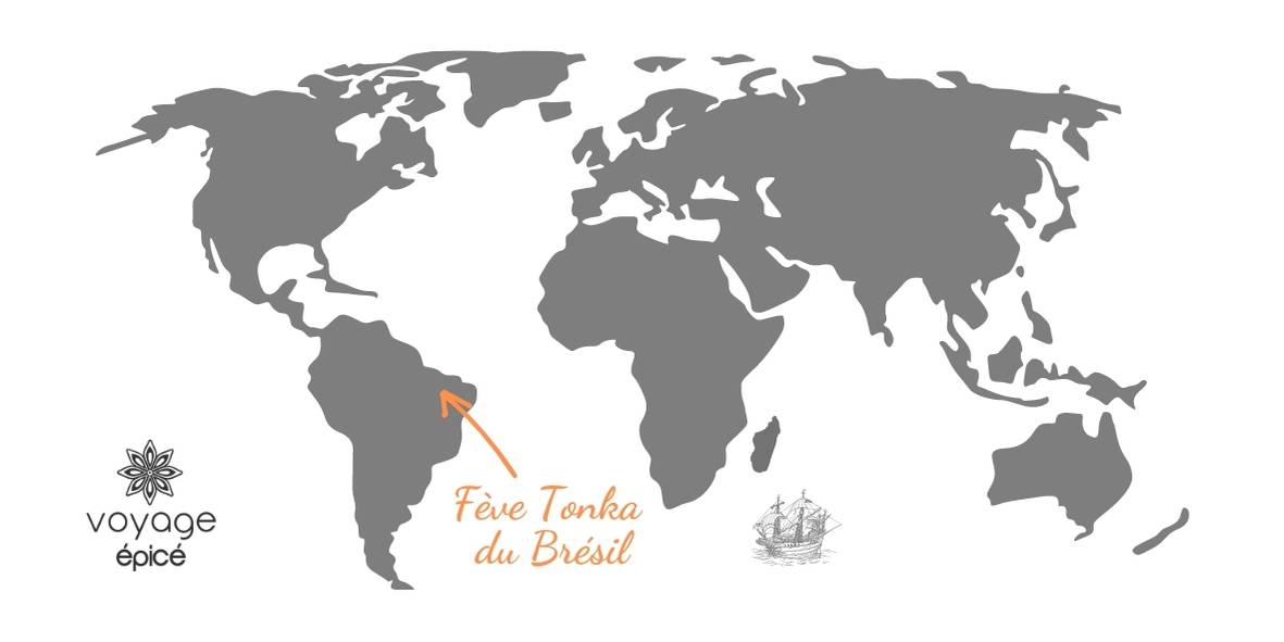 Fève Tonka du Brésil - pot de 60g - Achat, origine et cuisine