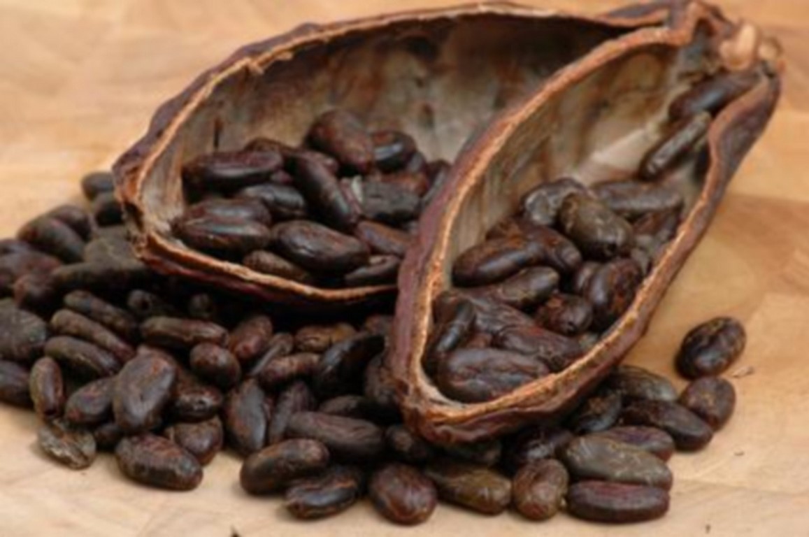 CACAO EBAY 1600 (Copier)