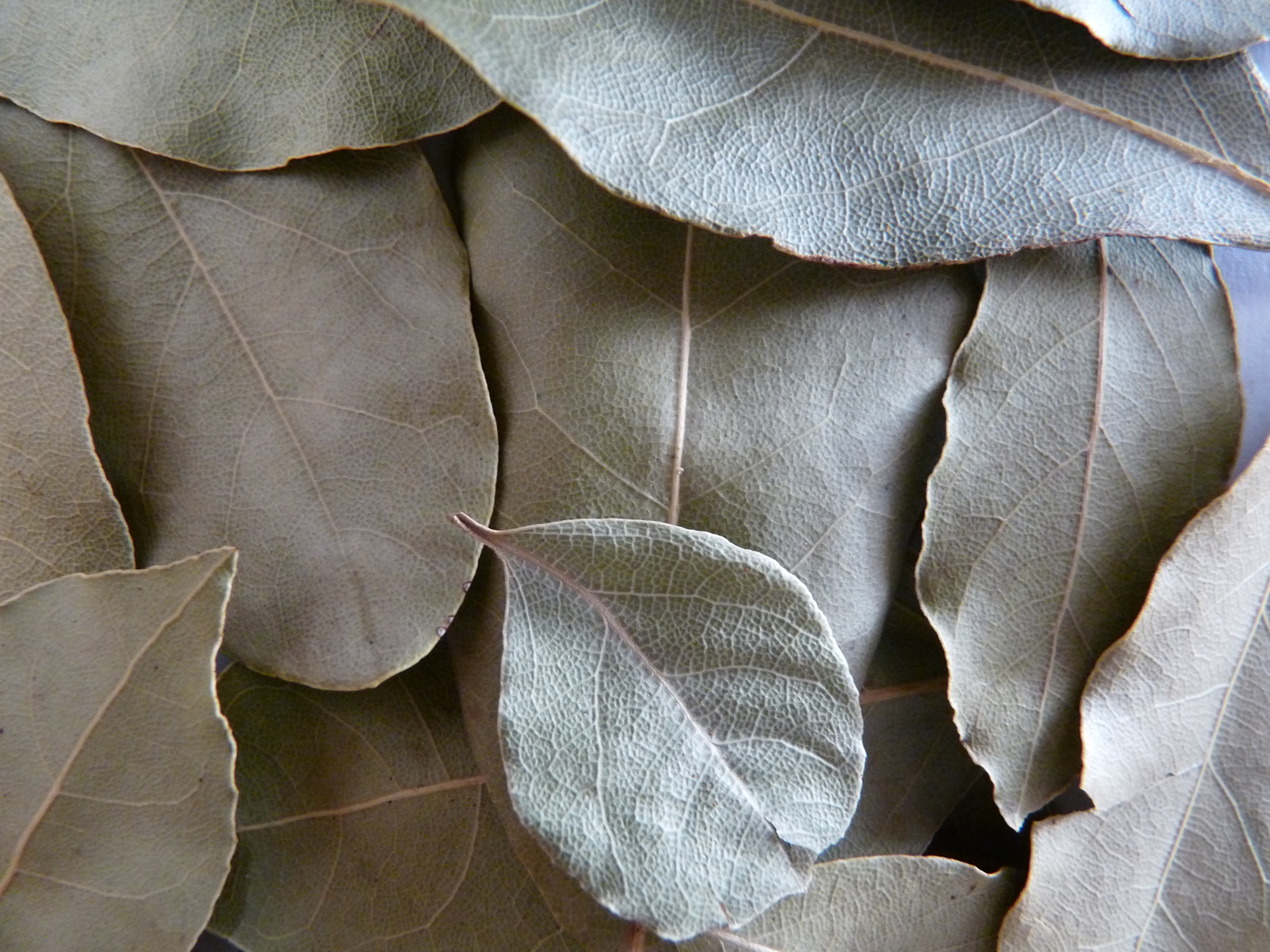 Laurier en feuilles - MesZépices - Achat, utilisation et recettes