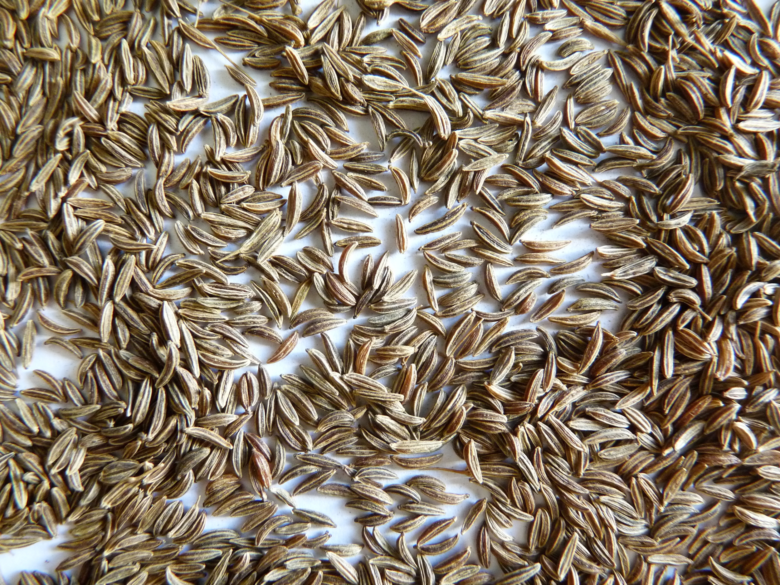 Carvi grains 1