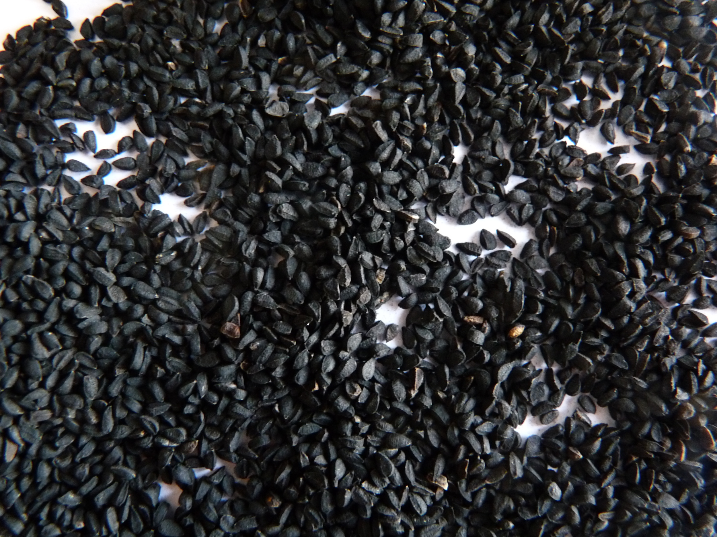 Nigelle graines