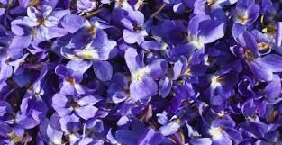 Arome violette777