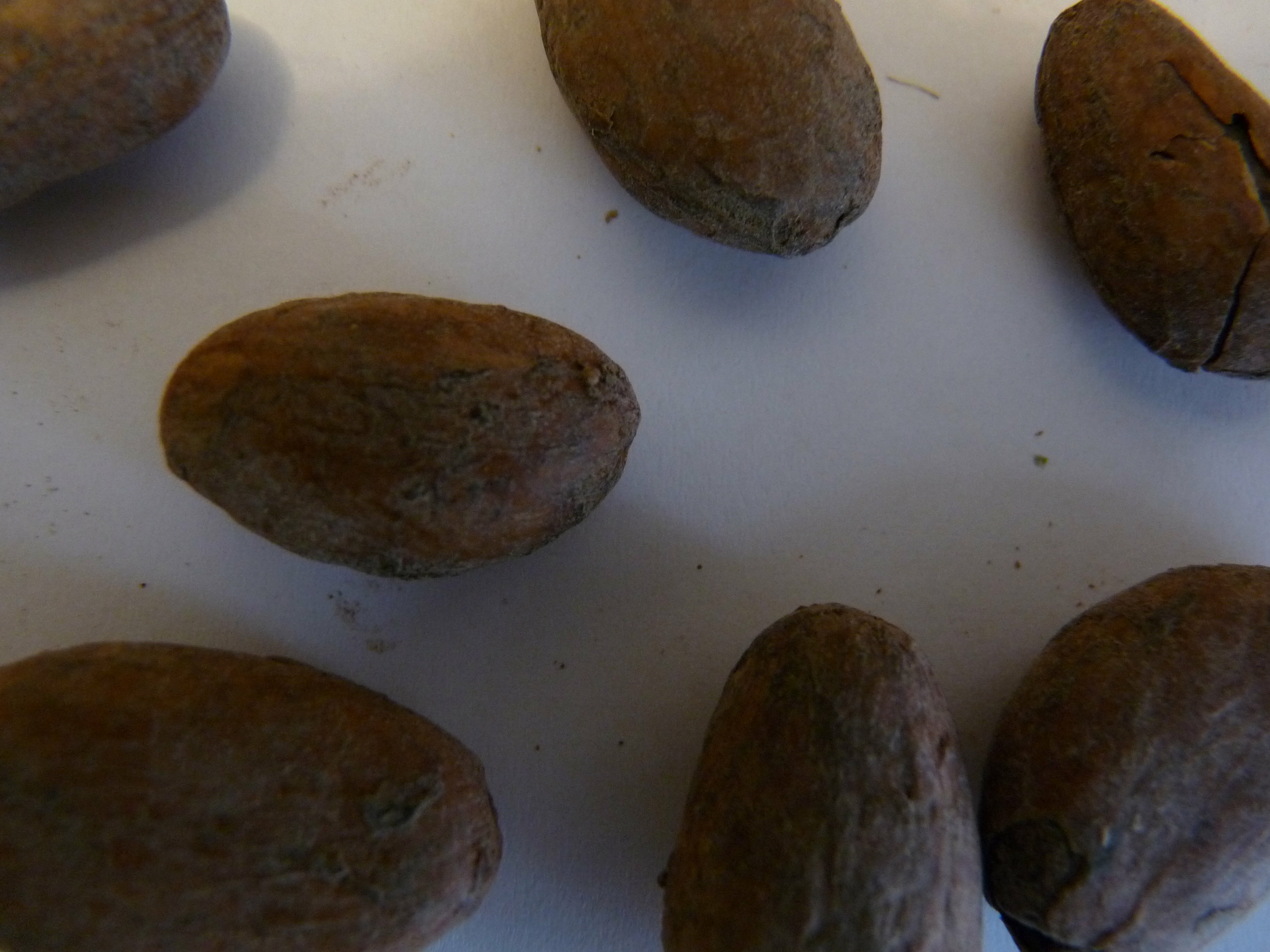 cacao 1