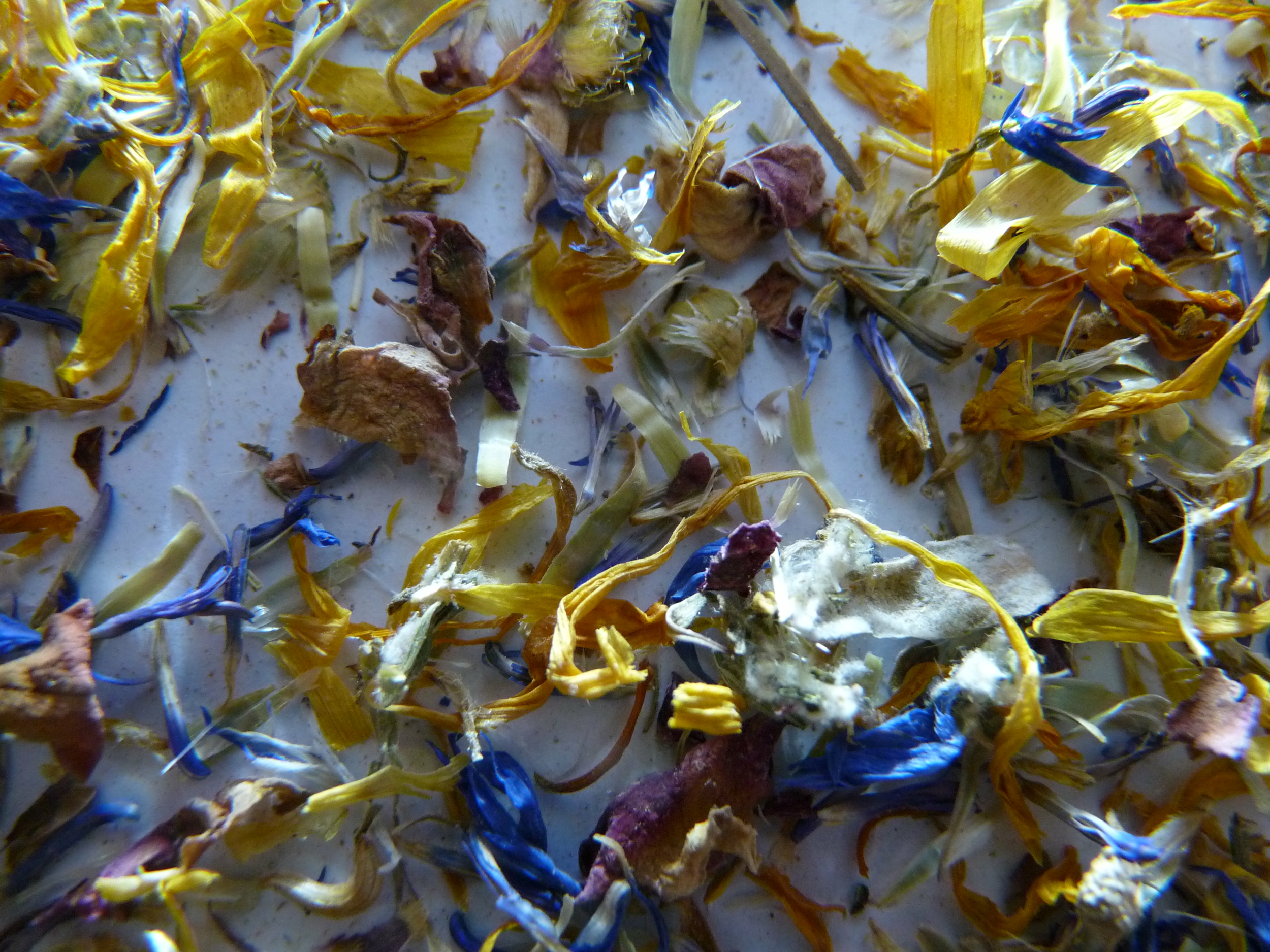 Salade de fleurs 22