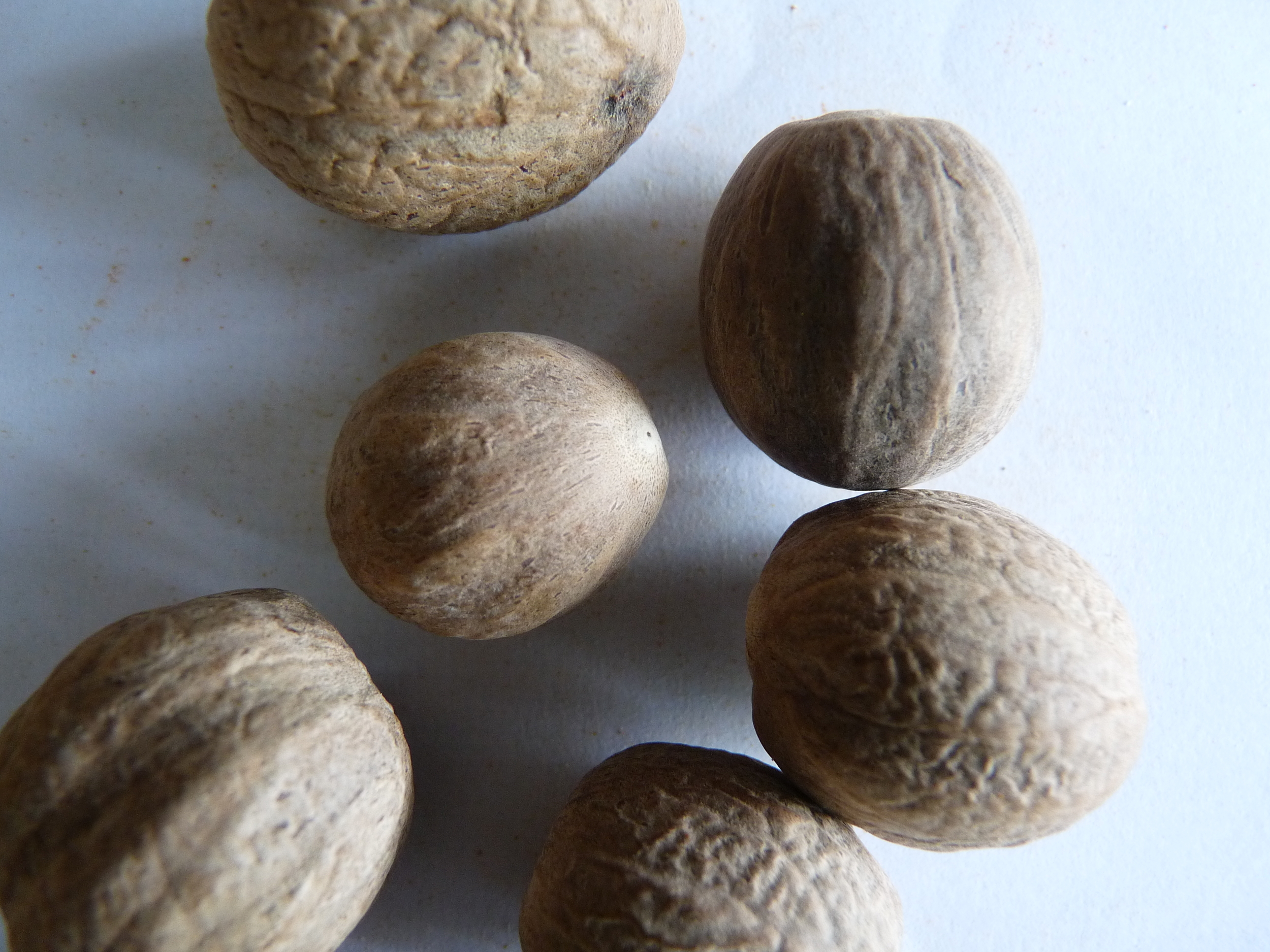 Muscae noix 2