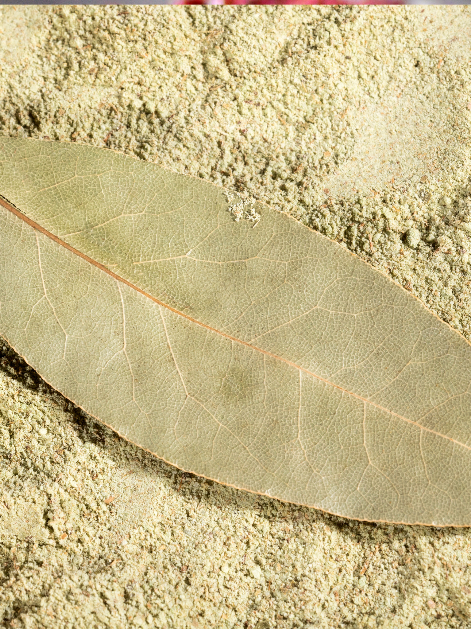 laurire poudre 2