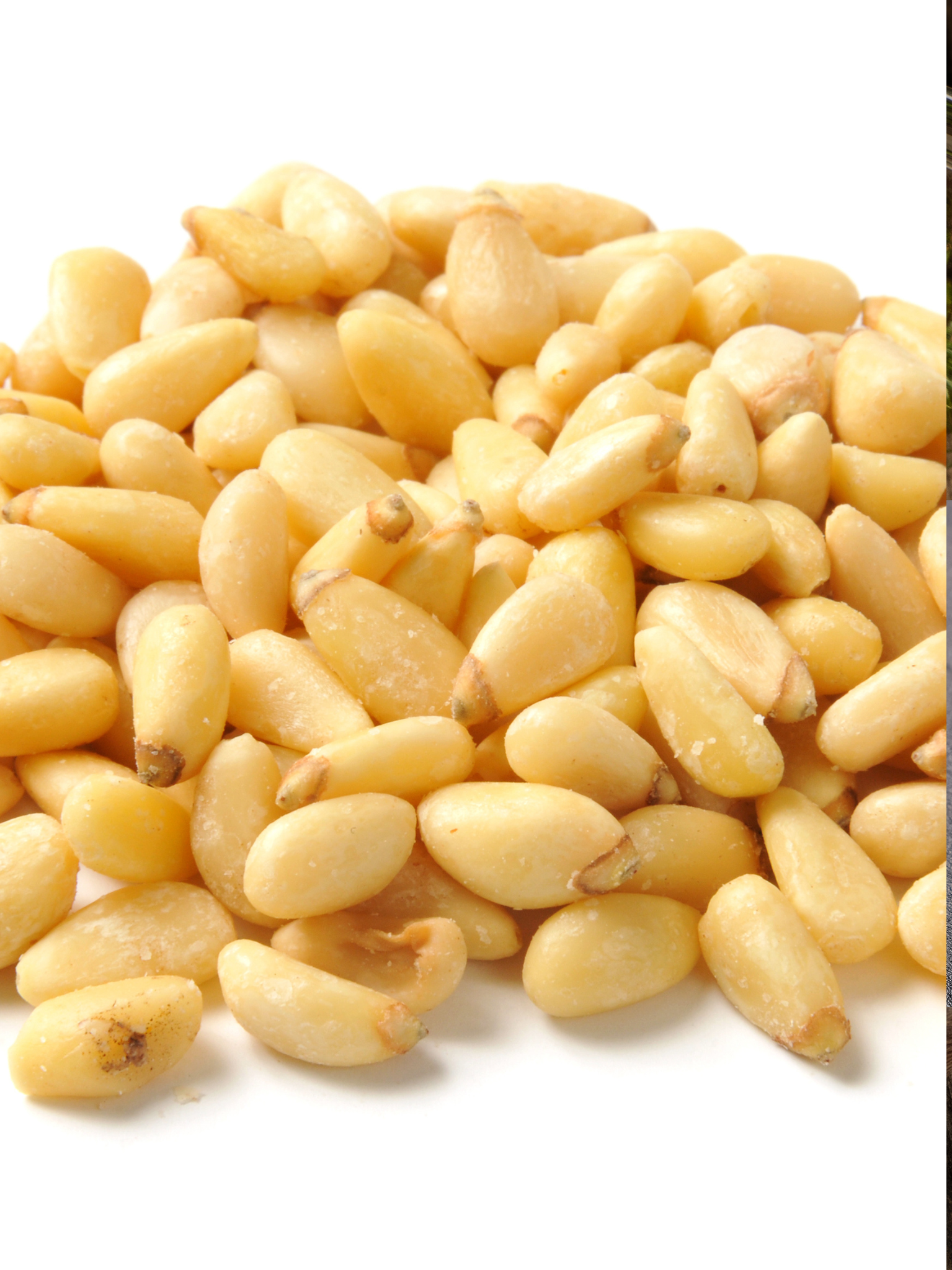 pignon de pin