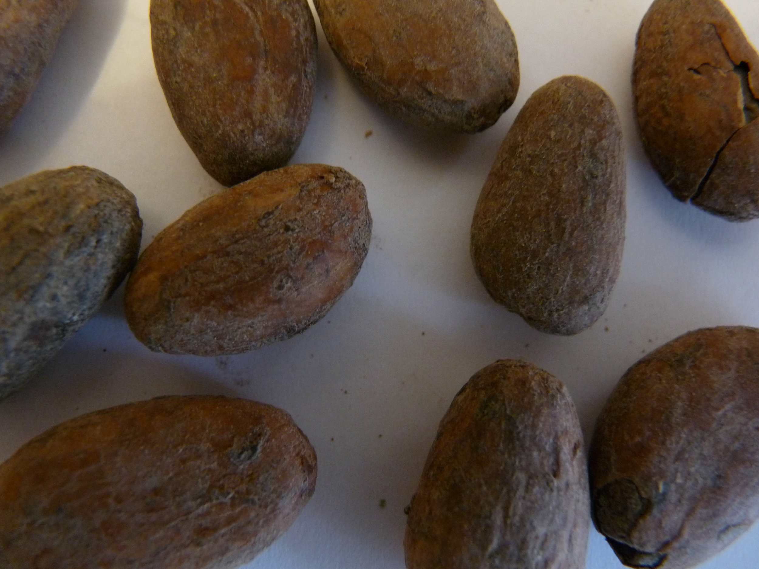 cacao 2