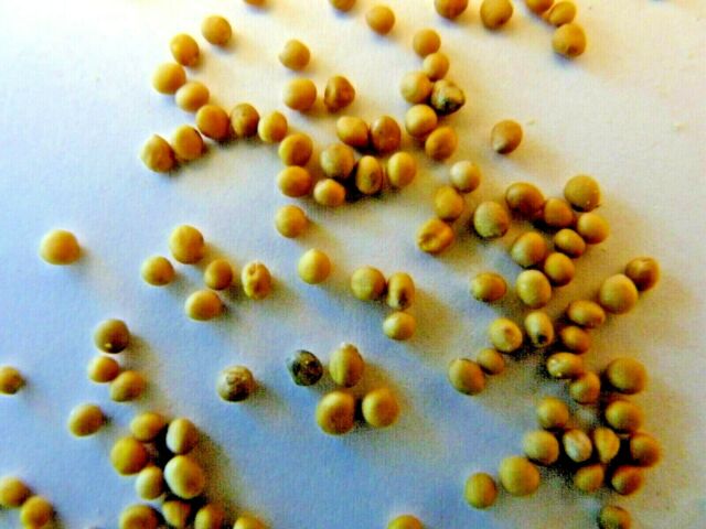 moutarde jaune graines 555