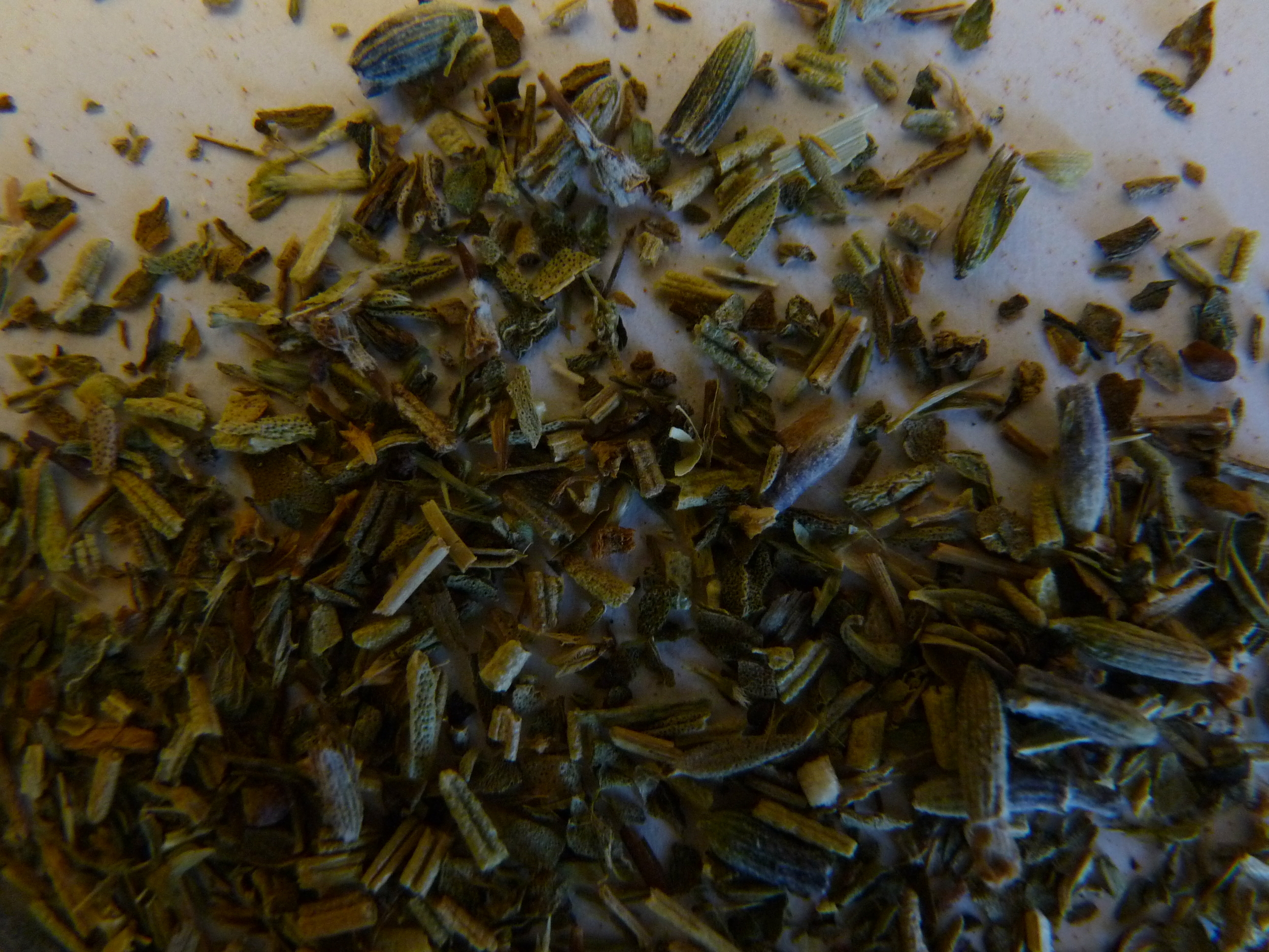 herbe provence lavande 1