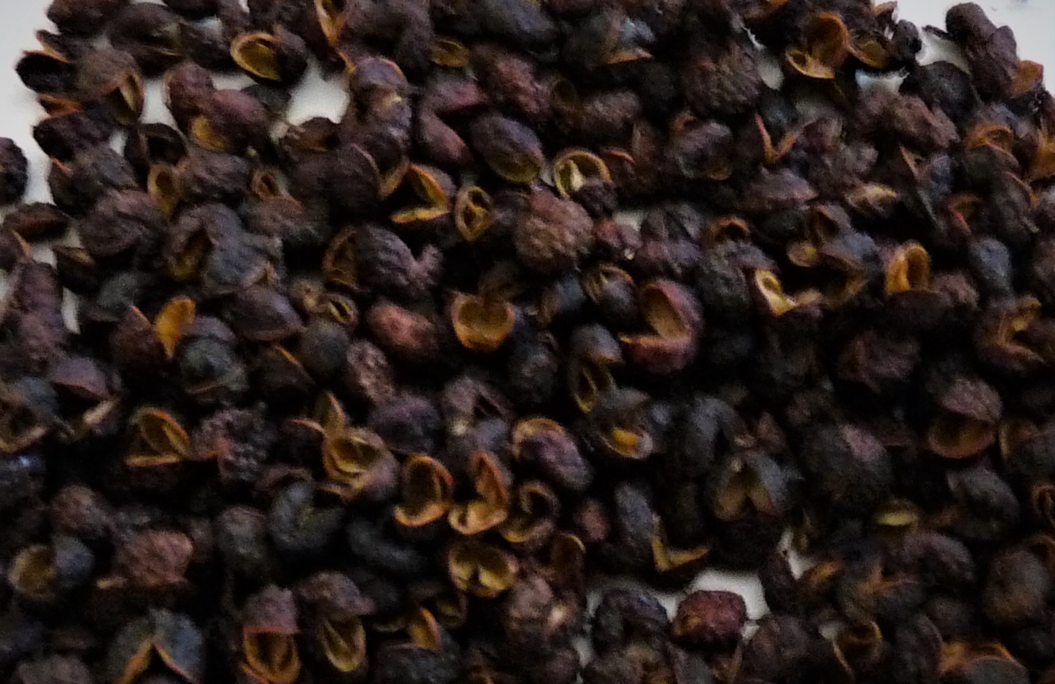 Poivre de Timut ou de Sichuan