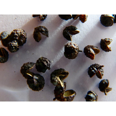 POIVRE NOIR DE TIMUT 25 g