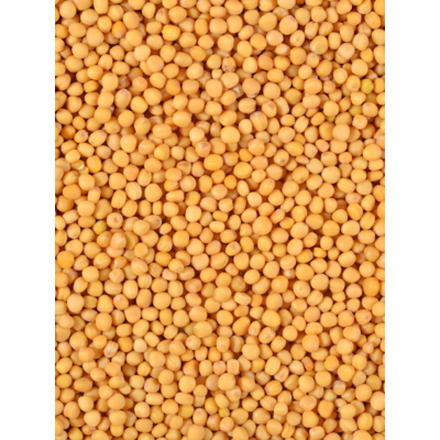 moutarde jaune graines