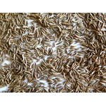 Carvi grains 1