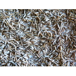 Cumin graines 1