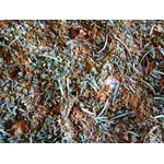 Marinade provencale 2