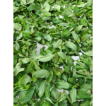 menthe