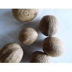 Muscae noix 2