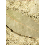 laurire poudre 2