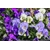 Arome violette 888
