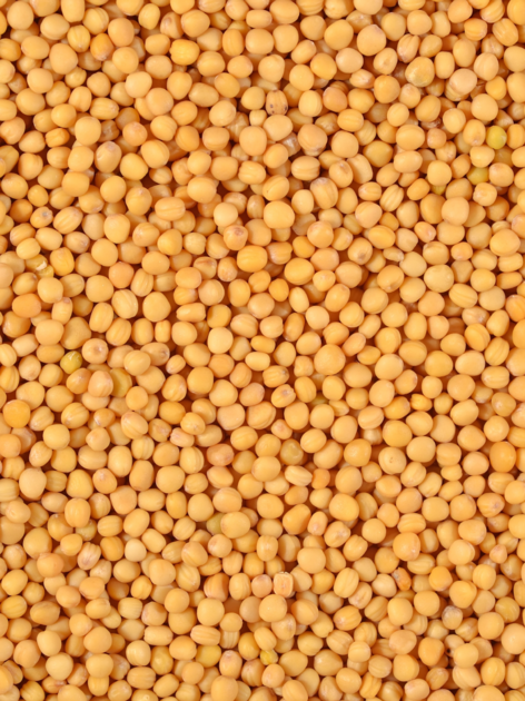 moutarde jaune graines