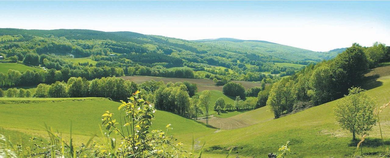lacaune