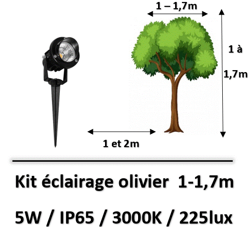 eclairage-olivier