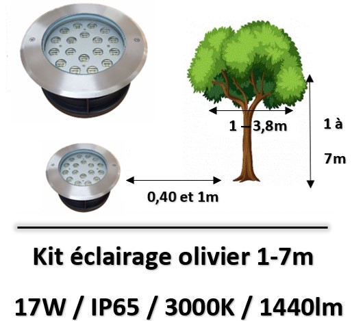eclairage-olivier