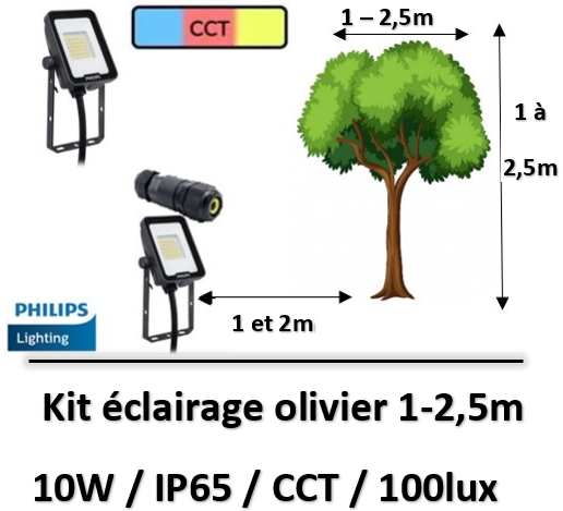 eclairage-olivier