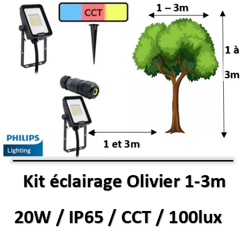 eclairage-olivier