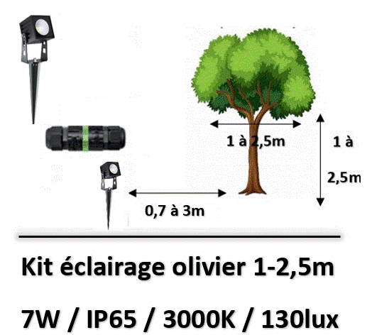 eclairage-d-olivier