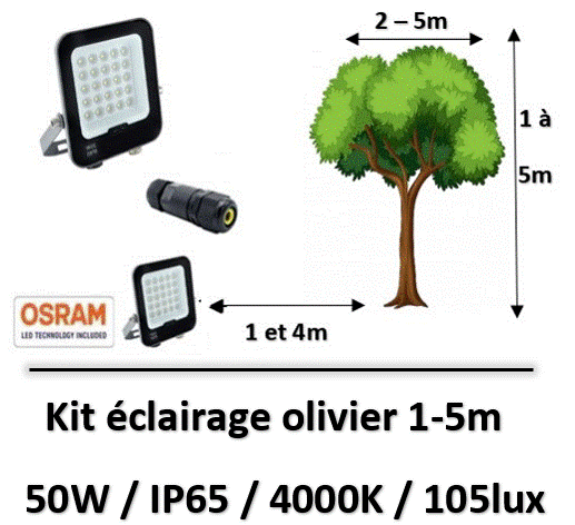 eclairage-olivier
